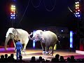 Circus Charles Knie - 02 - Marek Jama (elephant dressage) Circus Charles Knie - 02 - Marek Jama (elephant dressage)