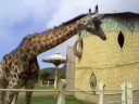 Girafa Beto Carrero