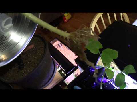 how to fertilize golden pothos