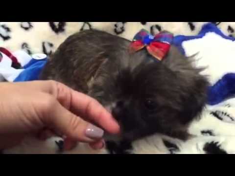 Sweet as can be, Shorkie puppy