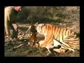This video is from the documentary, Living with tigers. The video features a Bengal / Siberian integrate tigress named Julie applying a throat gripe on a blesbuck or This video is from the documentary, Living with tigers. The video features a Bengal / Siberian integrate tigress named Julie applying a throat gripe on a blesbuck or blesbok, the blesbuck is an African antelope.Dave Salmoni was the guy in the film.Featuring two Bengal / Siberian hybrid tigers known as Ron and Julie.Tiger Lion Eternal EnemiesRead more about the project here: http://en.wikipedia.org/wiki/Bengal_Tiger#Re-wilding_project_in_South_AfricaPlease subscribe to me if you guys want more of such videos, thanks.