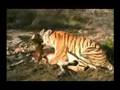 Tiger does a throat bite on Antelope ( blesbuck)