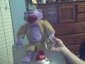 Peanut Live  on youtube