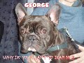 BSL list of 75 dogs on the ban or restricted list.