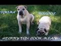 Anti BSL M for mature!