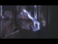 Watch More: animal.discovery.com Animals are commonly believed to be more sensitive than humans. According to psychics, they are capable of sensing spirits that cannot be seen or heard by even the sharpest minds. THE HAUNTED chronicles true, chilling and terrifying stories of animals and their owners who are experiencing the unexplainable. In each episode, a paranormal team investigates the grim cases using infrared cameras and sensitive recording devices. Does the evidence they collect ...