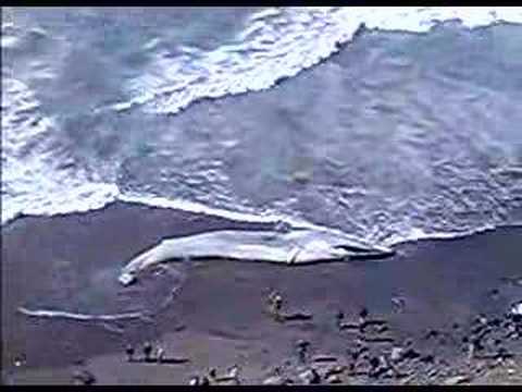 fin whale