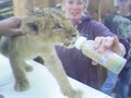 sweet lil lioness