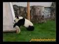 PANDA CUB KOHIN  ??????