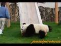 PANDA CUB KOHIN 子パンダ幸浜