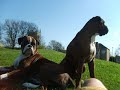 Our Lovely Boxer Dogs Milly & Tiger in Kippax Yorkshire