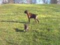 Our Lovely Boxer Dogs Milly & Tiger in Kippax Yorkshire