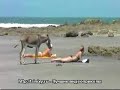 Donkey Pimp