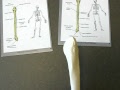 Fibula