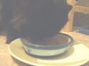 I made a soup up of chicken hearts and livers and mannn does he love it!  Spooky's recently been diagnosed with kidney disease so he's on several supplments from the vet plus a diet of canned foods plus my home cooking.  Hoping he's going to get better - fingers crossed.  He's only five and the sweetest of kitties.