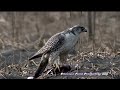 ?????? Gyr falcon ?????? Gyr falcon