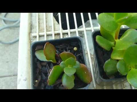 how to grow jade plant
