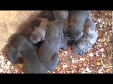 Puppies Three Weeks old sleeping