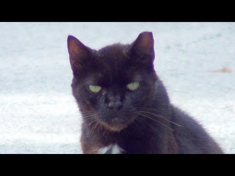 how to control feral cats
