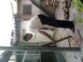kawasaki karate taiger