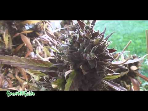 how to harvest outdoor cannabis plants