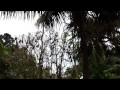 I uploaded a @YouTube video http://t.co/WAMxXoFR Bats of Sydney 11