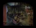 Kicia - The dark Cat
