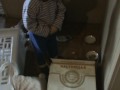 conejo de Alina