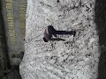 ahschnee