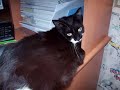 CHAT : FINETTE LE PHENOMENE VIDEO 1 CHAT : FINETTE LE PHENOMENE VIDEO 1