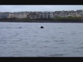 Kayaking with a Basking Shark Kayaking with a Basking Shark