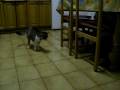 videos de mixa goma