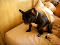 French Bulldog playing with himself