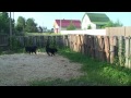 Лабрадор-ретривер
