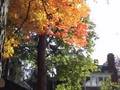 Autumn Leaves in New Jersey