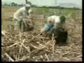 Biochar Sugarcane Charcoal India Briquette