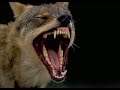 Hillbilly Wolf by Lemi