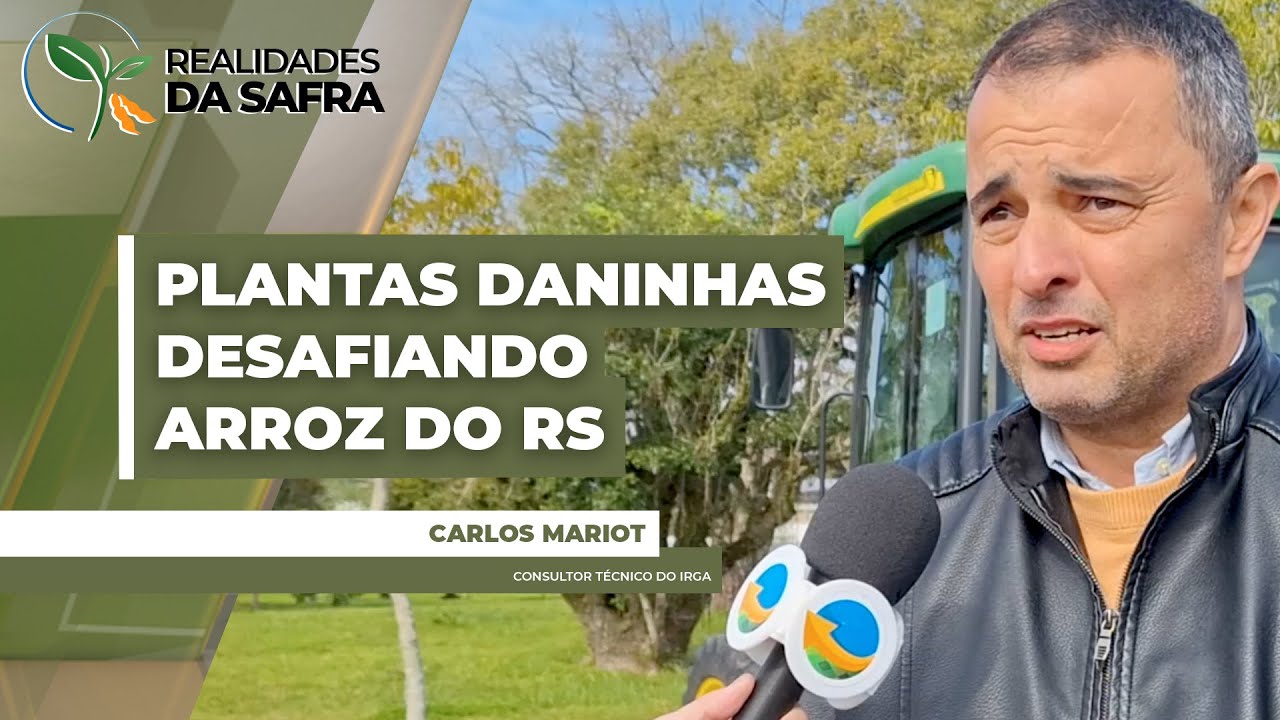 Arroz daninho e  e resistência de mais daninhas aos herbicidas desafiam dos produtores do grão do RS