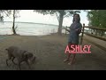 Funny Dogs At Celebrity Beach,Super Britney in Doggy Park madness
