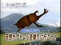 カブトムシ