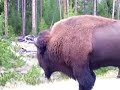 Bisontes en Yellowstone