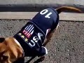 famous chihuahua in Soccer USA Jersy!
