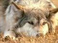 Wolf - Help Wolves!