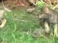 Wolf - Help Wolves!