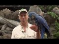 Hyacinth Macaw-Cincinnati Zoo