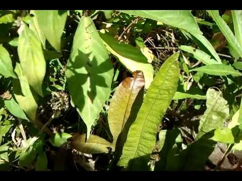 how to transplant ferns from the wild