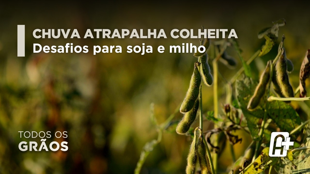 Colheita da soja e plantio do milho: impacto das chuvas com Luiz Bier (Aprosoja MT) | Todos os Grãos