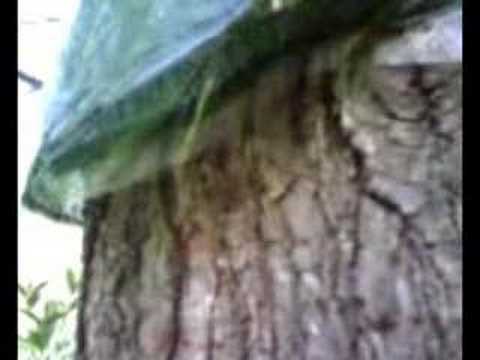 ANTS vs. CANKERWORMS!