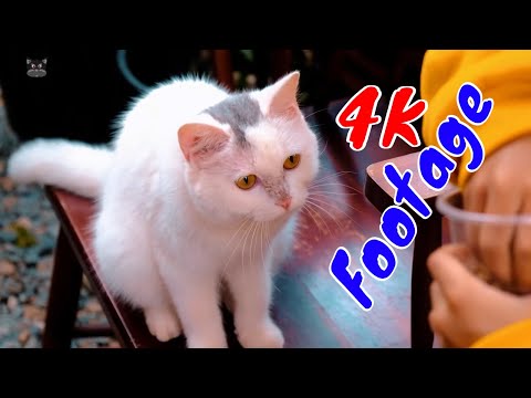 Những Cảnh Quay Đẹp Chất Lượng 4K Về Hoàng Thượng Mèo Tập 27