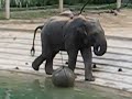 Elephant Poops